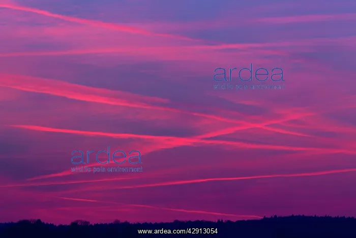 : Condensation / Vapour Trails - from airliners at dusk : Condensation / Vapour Trails - from airliners at dusk