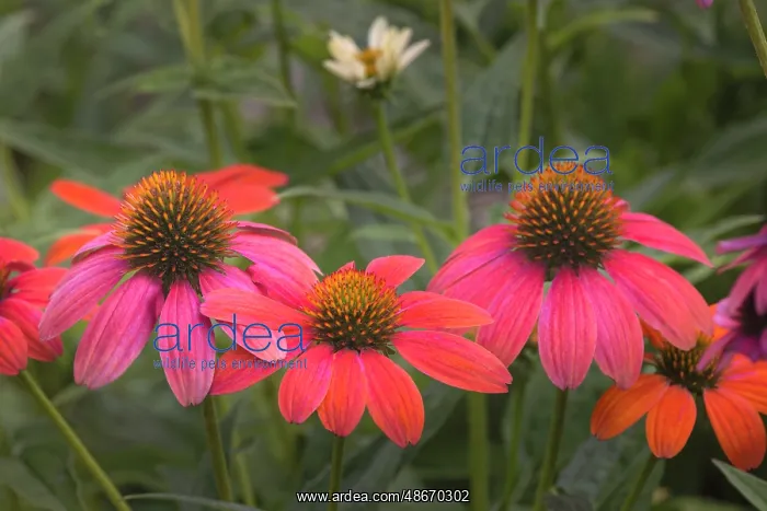 : Cone flowers in garden : Cone flowers in garden