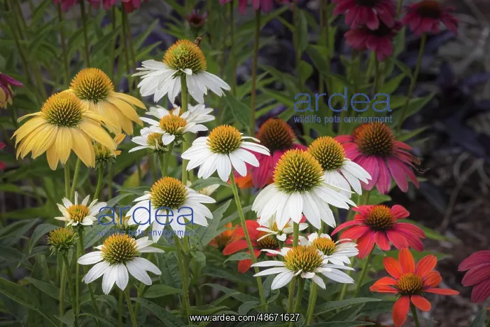 : Cone flowers in garden, Kentucky : Cone flowers in garden, Kentucky