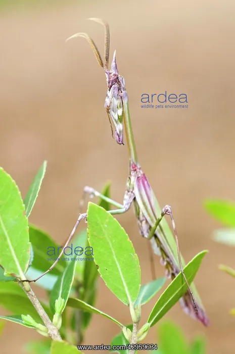: Cone-head Mantis - adult male : Cone-head Mantis - adult male