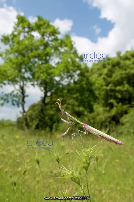 : Cone-head Mantis - in habitat : Cone-head Mantis - in habitat