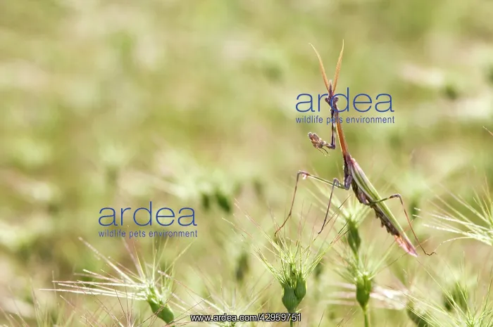: Cone-head Mantis - in habitat : Cone-head Mantis - in habitat