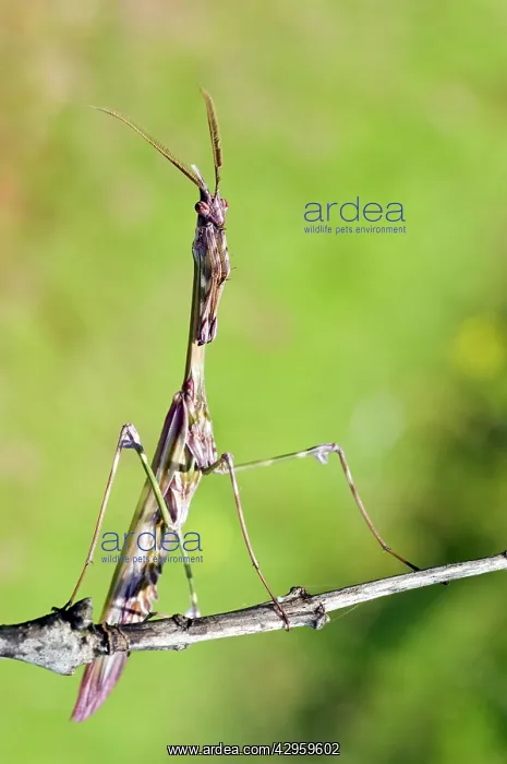 : Cone-head Mantis - male : Cone-head Mantis - male