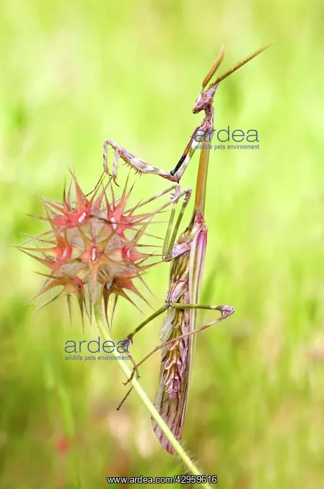 : Cone-head Mantis - male : Cone-head Mantis - male
