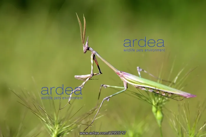 : Cone-head Mantis - male : Cone-head Mantis - male
