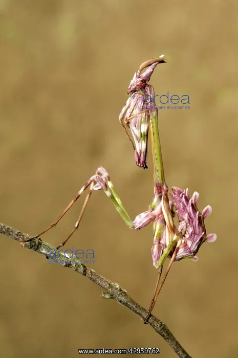  : Cone-head Mantis - nymph