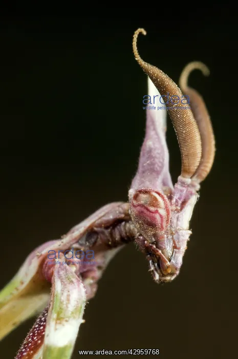 : Cone-head Mantis - nymph : Cone-head Mantis - nymph
