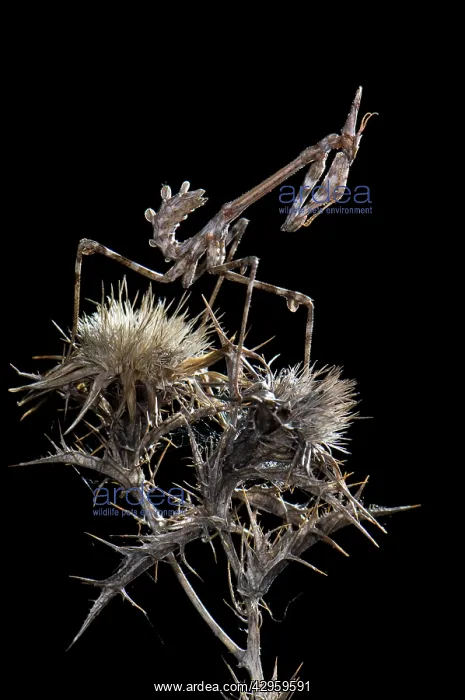 : Cone-head Mantis - nymph in the night : Cone-head Mantis - nymph in the night