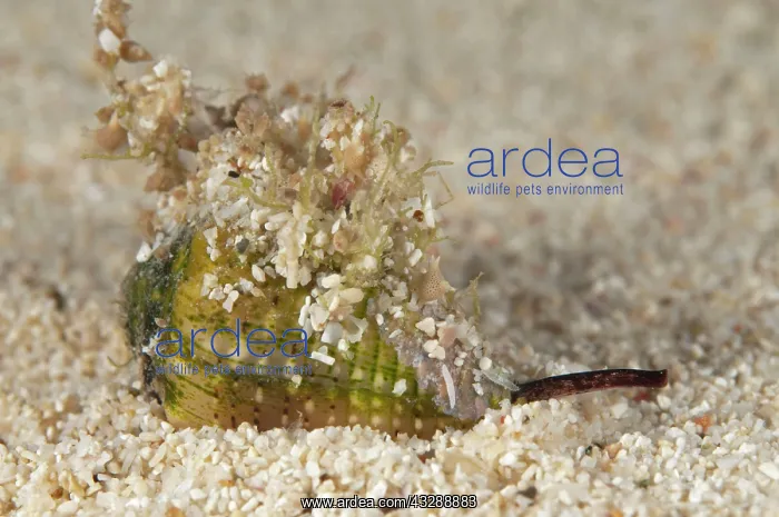 : Cone Shell - carrying detritus and with extended probiscus : Cone Shell - carrying detritus and with extended probiscus