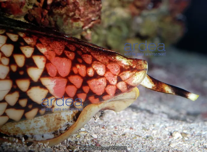 : Cone Shell - deadly poisonous mollusc : Cone Shell - deadly poisonous mollusc