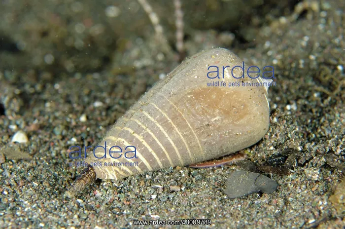 : Cone Shell with siphon extended on sand Torpedo : Cone Shell with siphon extended on sand Torpedo