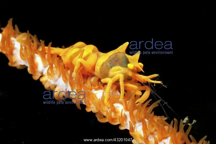 : Cone spider crab (Xenocarcinus tuberculatus), Wire : Cone spider crab (Xenocarcinus tuberculatus), Wire
