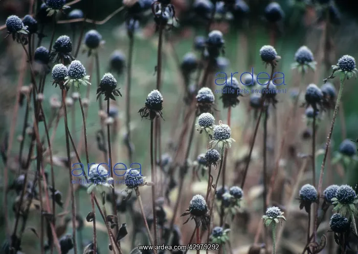 : Coneflower : Coneflower