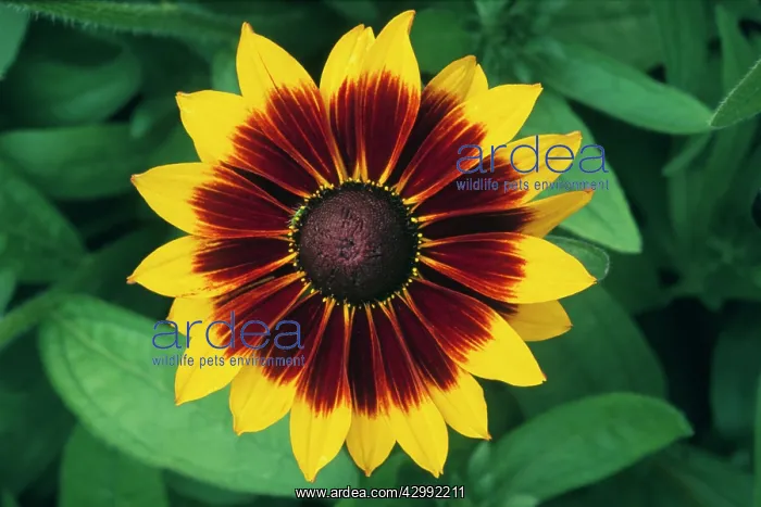 : Coneflower : Coneflower