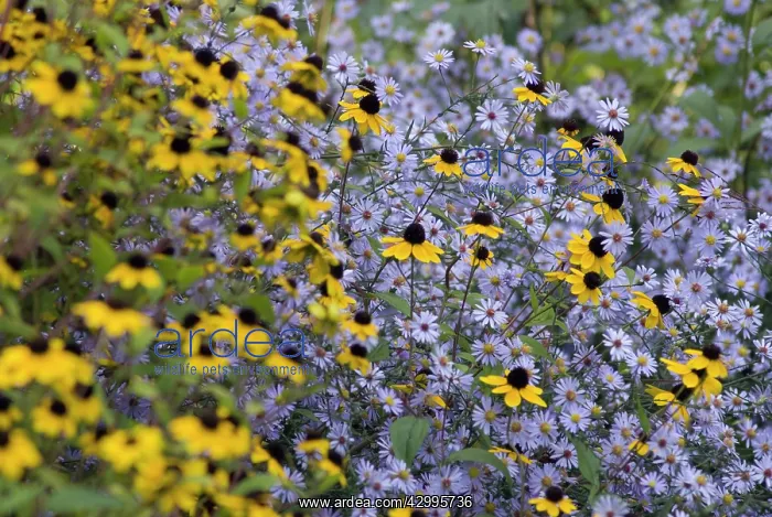 : Coneflower : Coneflower