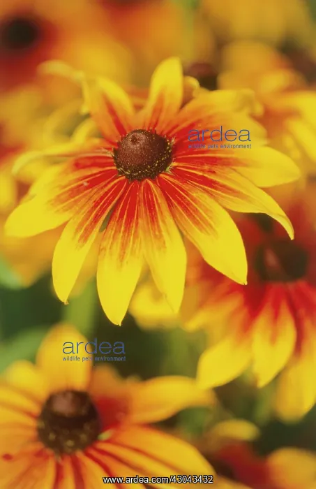 : Coneflower : Coneflower