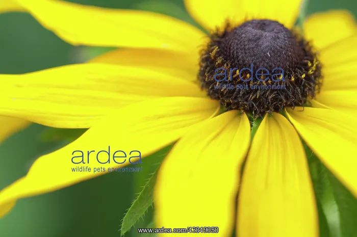 : Coneflower : Coneflower
