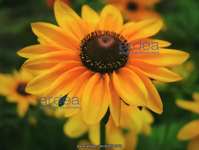 : Coneflower : Coneflower