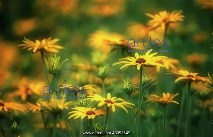 : Coneflower : Coneflower