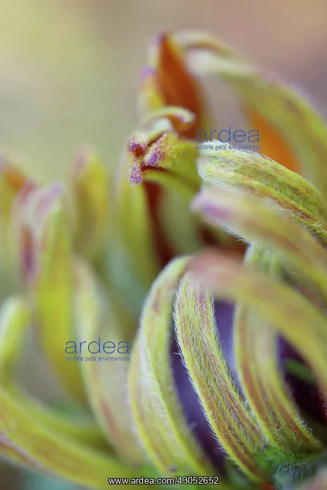 : Coneflower : Coneflower
