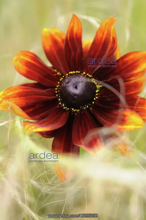 : Coneflower : Coneflower