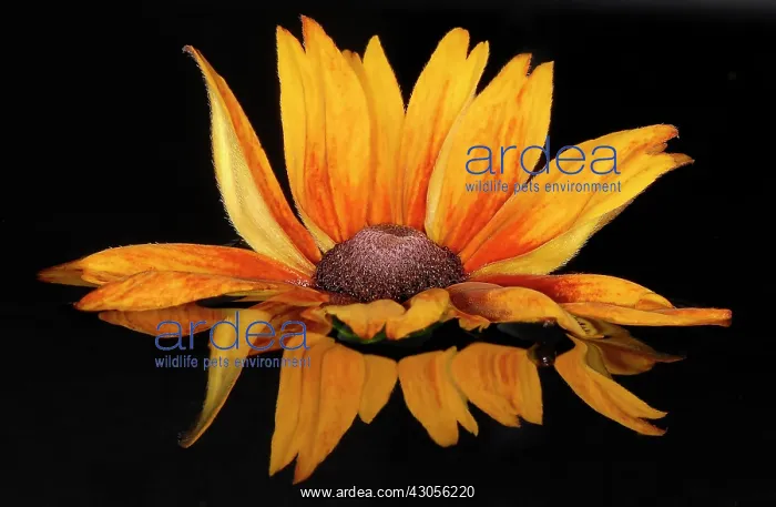 : Coneflower : Coneflower