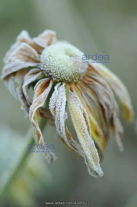 : Coneflower : Coneflower