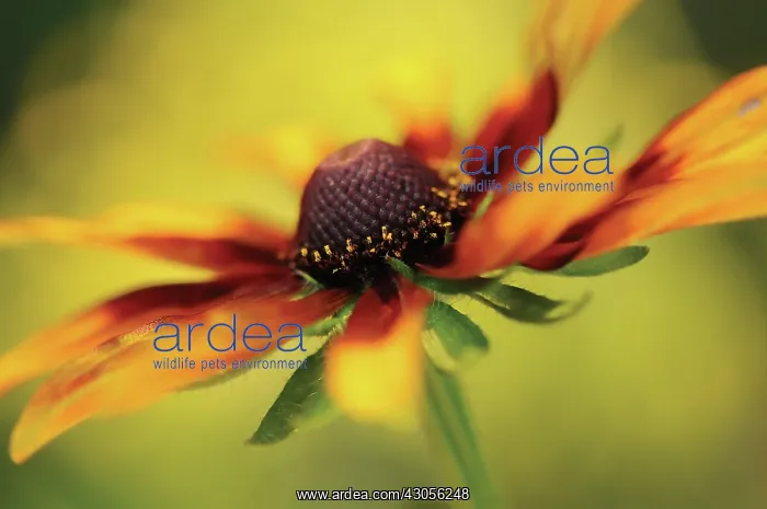 : Coneflower : Coneflower