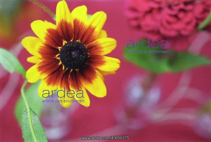 : Coneflower : Coneflower