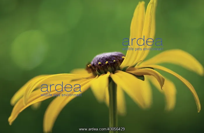 : Coneflower : Coneflower