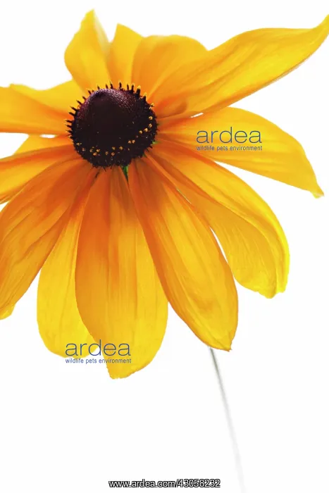 : Coneflower : Coneflower