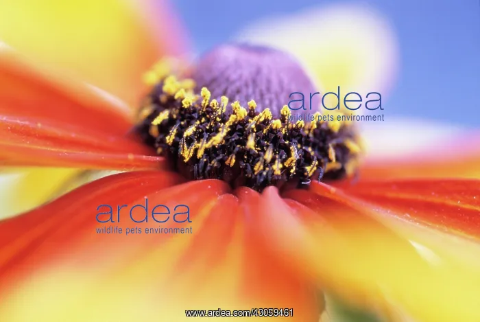 : Coneflower : Coneflower