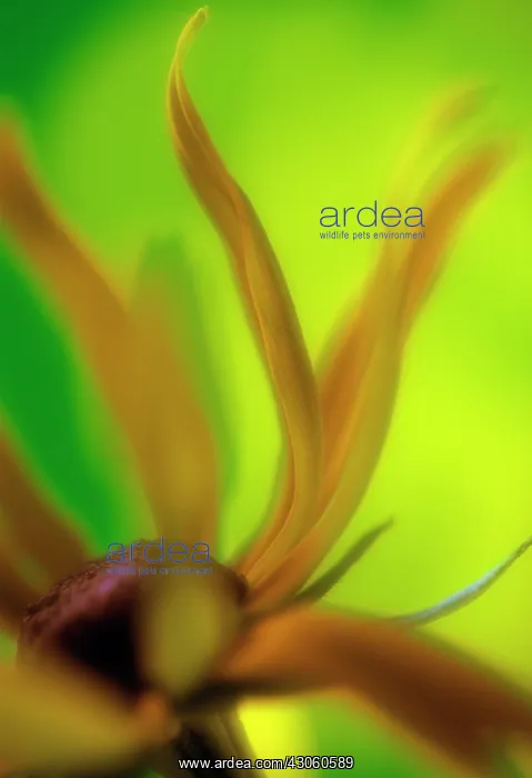 : Coneflower : Coneflower