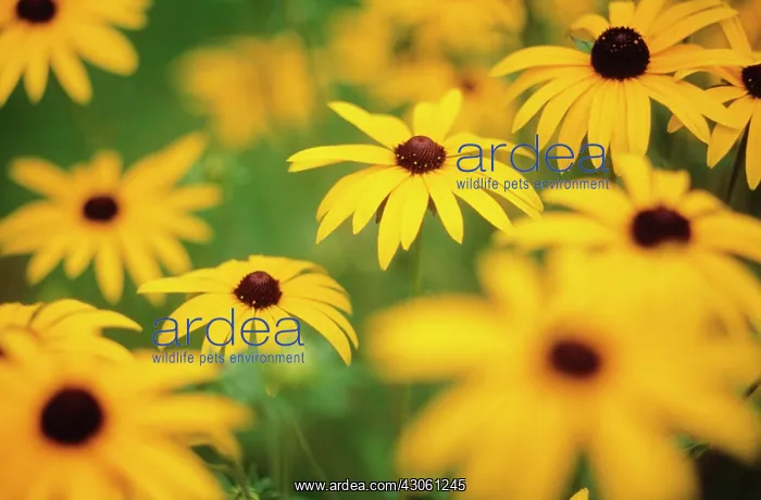 : Coneflower : Coneflower