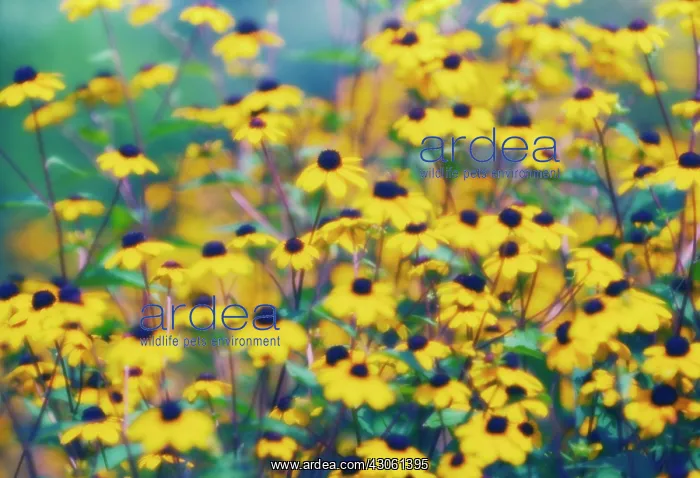 : Coneflower : Coneflower