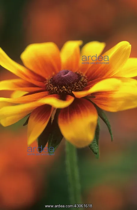 : Coneflower : Coneflower