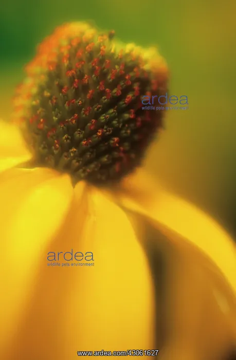 : Coneflower : Coneflower