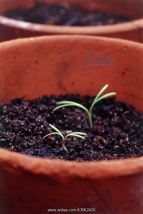 : Coneflower : Coneflower