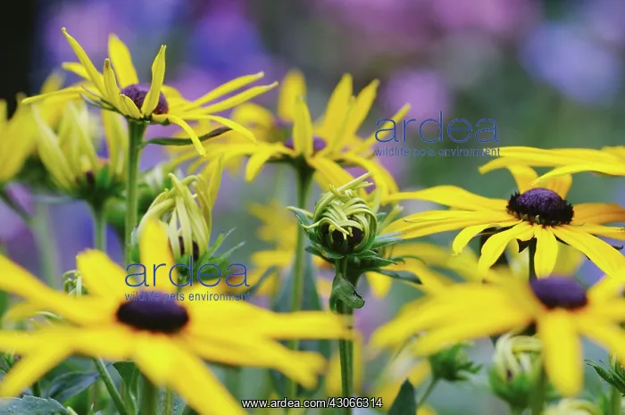 : Coneflower : Coneflower