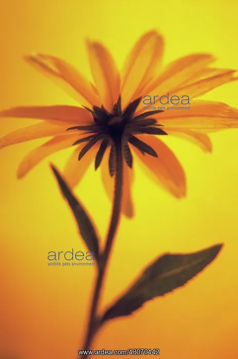 : Coneflower : Coneflower