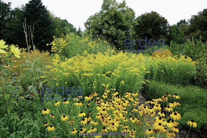 : Coneflower : Coneflower