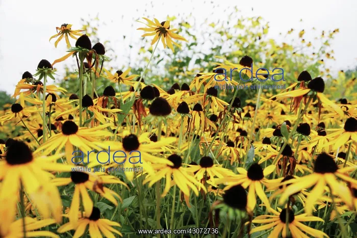 : Coneflower : Coneflower