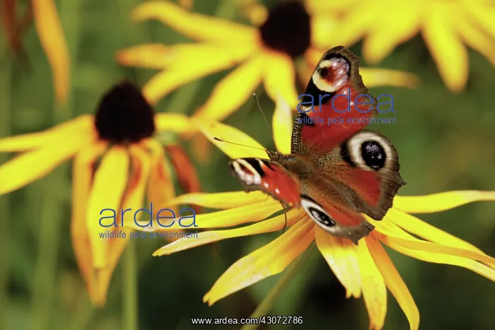 : Coneflower : Coneflower