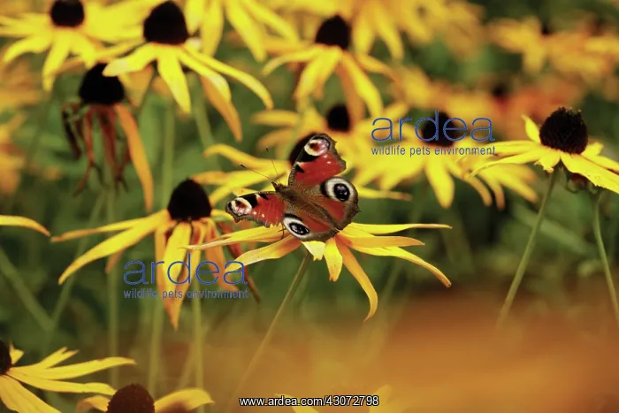 : Coneflower : Coneflower