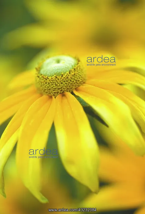 : Coneflower : Coneflower