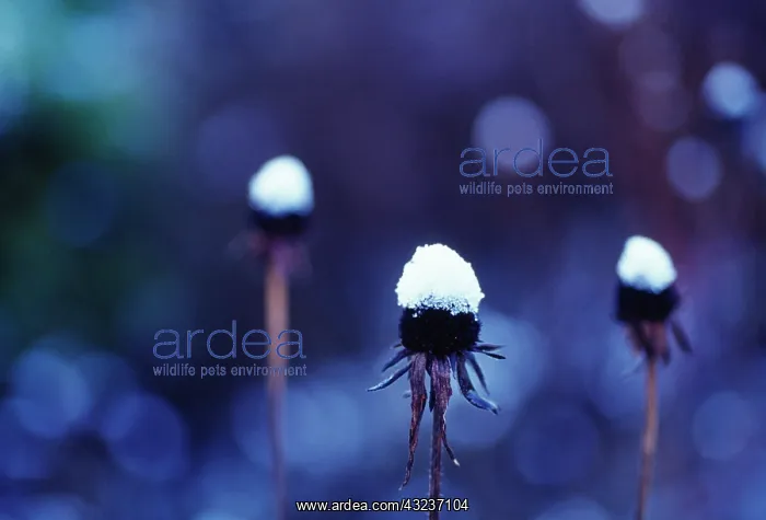 : Coneflower : Coneflower