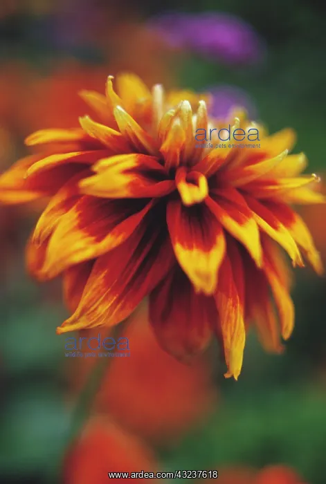 : Coneflower : Coneflower