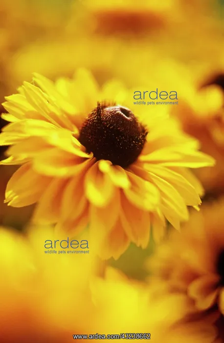 : Coneflower : Coneflower