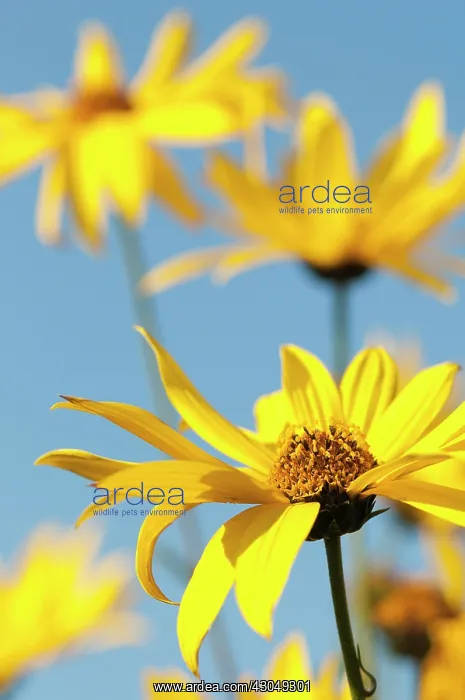 : Coneflower, Black-eyed Susan : Coneflower, Black-eyed Susan