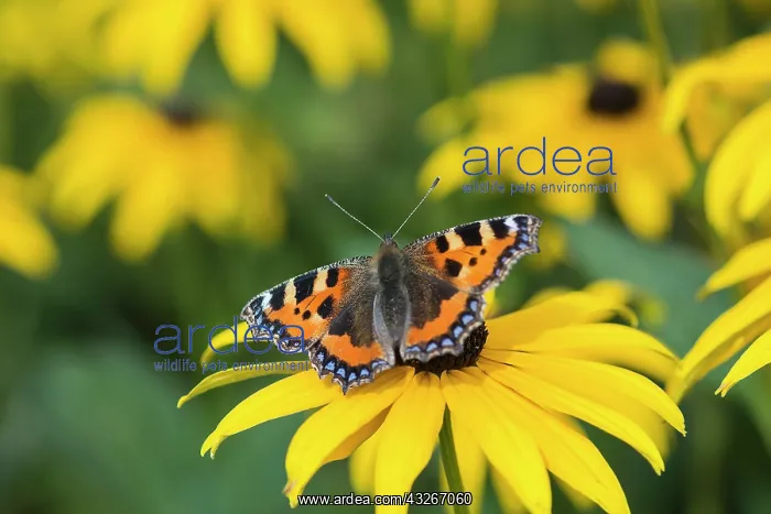: Coneflower, Black-eyed Susan, Rudbeckia cultivar : Coneflower, Black-eyed Susan, Rudbeckia cultivar